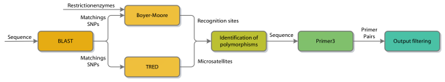 The workflow of SCAMPI for molecular marker detection.